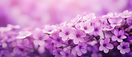 Gordijnen Purple flowers in foreground with bright background © Ilgun