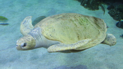 Green turtle in the blue water