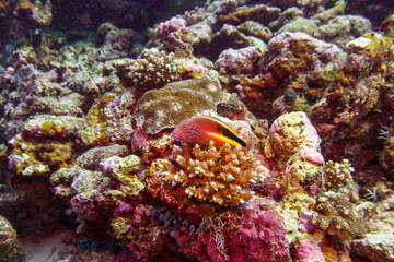 Black-side hawkfish in the coral reef of Maldives island. Tropical and coral sea wildelife....