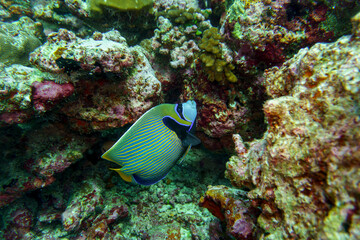  Emperor angelfish (Pomacanthus imperator) in the coral reef of Maldives island. Tropical and coral sea wildelife. Beautiful underwater world. Underwater photography.