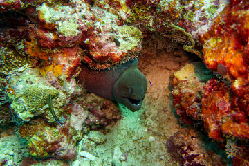 Moray Eel in the coral reef of Maldives island. Tropical and coral sea wildelife. Beautiful underwater world. Underwater photography. - obrazy, fototapety, plakaty