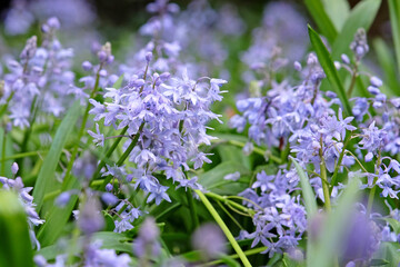 Blue Scilla bifolia, the alpine squill or two leaf squill in flower.