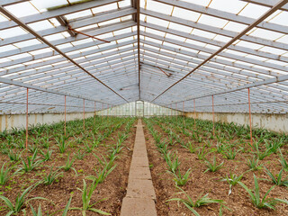 Pineapple plantation, greenhouse in São Miguel Island in the Azores, Portugal. Tropical and exotic fruit plantation.