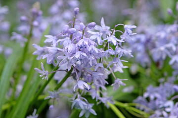 Blue Scilla bifolia, the alpine squill or two leaf squill in flower.