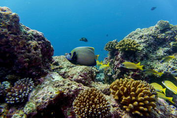  Emperor angelfish (Pomacanthus imperator) in the coral reef of Maldives island. Tropical and coral...