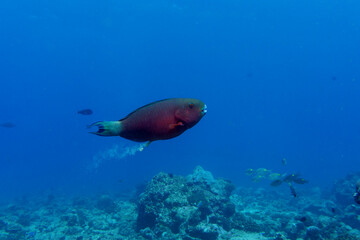 Naklejka na ściany i meble Parrotfish in the coral reef of Maldives island. Tropical and coral sea wildelife. Beautiful underwater world. Underwater photography.