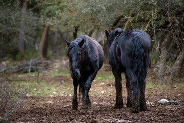 Wild horses walking in the forest amidst the fog