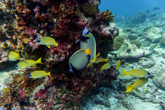  Emperor angelfish (Pomacanthus imperator) in the coral reef of Maldives island. Tropical and coral sea wildelife. Beautiful underwater world. Underwater photography.