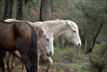 Fototapeta premium Wild horses grazing in the forest