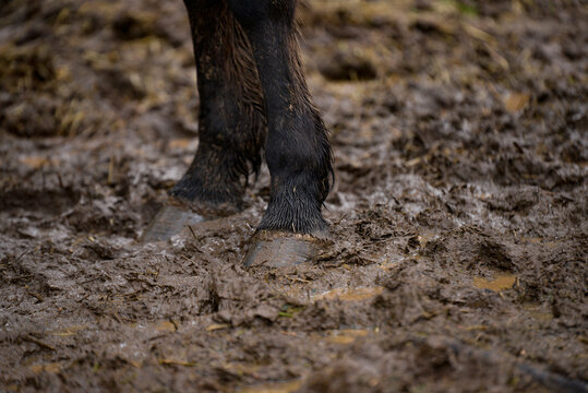 Horse's feet dirty with mud after the rain