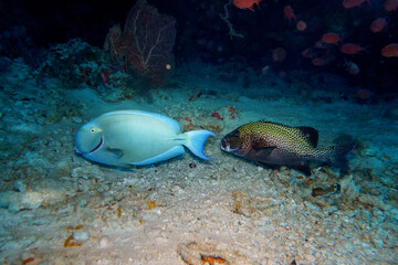 Ocean Surgeon fish and harlequin sweetlips fishin the coral reef of Maldives island. Banner fish. Tropical and coral sea wildelife. Beautiful underwater world. Underwater photography.