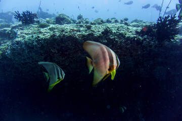 Fototapeta na wymiar Two Orbicular batfishes (Platax orbicularis) in the coral reef of Maldives island. Tropical and coral sea wildelife. Beautiful underwater world. Underwater photography.