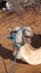 Dromedary camel (Camelus dromedarius) wearing a blue halter making a funny face in the Sahara...