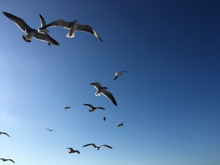 Obraz premium Seegulls flying