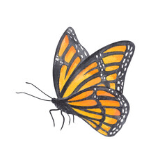 Orange Monarch Butterfly. Watercolor hand drawn illustration of a bright yellow orange butterfly. Clipart on a white background on the theme of flowers, garden, nature.