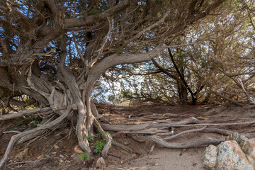 Large juniper tree rooting on sand dune Sardinia
