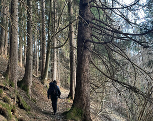 Wanderer (männlich) mit Rucksack auf einem Wanderweg durch Nadelwald in den Alpen, Bayern, Deutschland