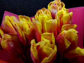 Red and yellow tulip buds arranged in a bouquet on a black background wrapped in pink paper. Festive beautiful bouquet of spring tulips on a black background.