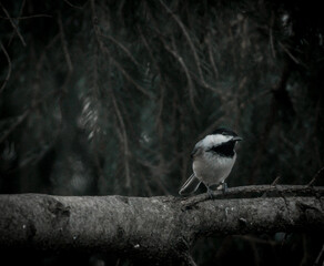 Black-capped Chickadee