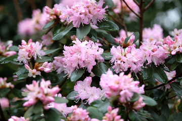 Lilac purple Rhododendron racemosum 'Rock Rose' in flower.