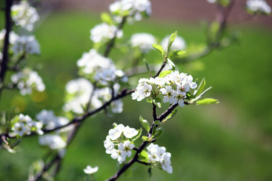 The pear trees blossom in spring. Branches of blossoming pear tree.  Horizontal photo. Space for text
