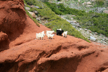 Goats at Dragon Head rock formation at Jeti-Ögüz village, Kyrgyzstan
