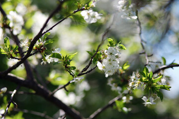 Branches of blossoming cherry tree. Beautiful cherry blossom against the background of a blurred garden.