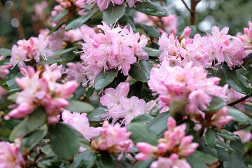 Lilac purple Rhododendron racemosum 'Rock Rose' in flower.