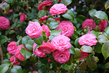 Pink double Camellia japonica in flower.