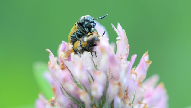 Labidostomis longimana is a species of short-horned leaf beetles belonging to the family Chrysomelidae, subfamily Clytrinae. Mating beetles on a flower clover.