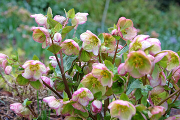 Green, pink and cream Helleborus, lenten rose hellebore, 'Glenda's Gloss' in flower.