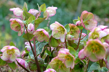 Green, pink and cream Helleborus, lenten rose hellebore, 'Glenda's Gloss' in flower.