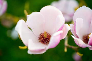 pink flowers of magnolia tree