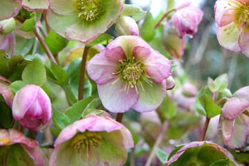 Green, pink and cream Helleborus, lenten rose hellebore, 'Glenda's Gloss' in flower.