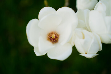Obraz premium White flowers of magnolia tree