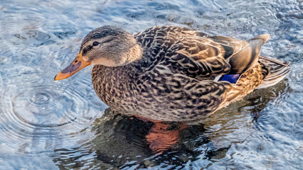 Waiting for a Bite - Female Mallard Duck