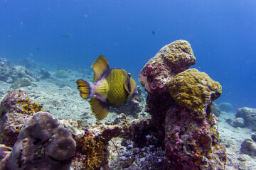 Titan triggerfish, Giant triggerfish, (Balistoides viridescens). Tropical and coral sea wildelife. Beautiful underwater world. Underwater photography.