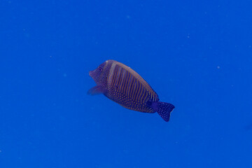  Red sea sailfin tang in the coral reef of Maldives island. Tropical and coral sea wildelife. Beautiful underwater world. Underwater photography.