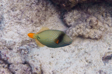 Orange lined triggerfish (Odonus niger) in the coral reef of Maldives island. Tropical and coral sea wildelife. Beautiful underwater world. Underwater photography.