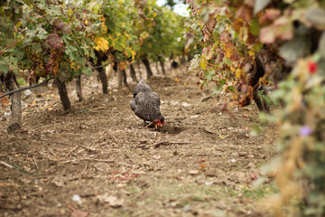 gallina en parras