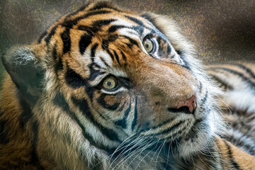 Intense Gaze of a Tiger: A Close-Up Portrait