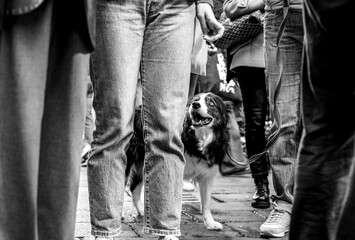 A dog gazes upward amidst a bustling crowd, seeking attention in the urban flow. Captured in black...