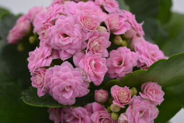 Real fresh flowers, Kalanchoe seedlings growing in a grey plastic pot. Many small pink flowers with coarse, large green leaves.