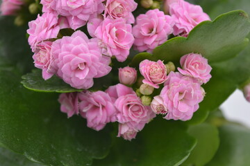 Real fresh flowers, Kalanchoe seedlings growing in a grey plastic pot. Many small pink flowers with coarse, large green leaves.