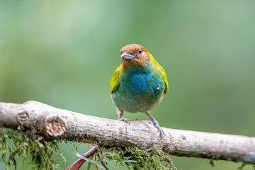 Bay-headed Tanager (Tangara gyrola) perched on a branch