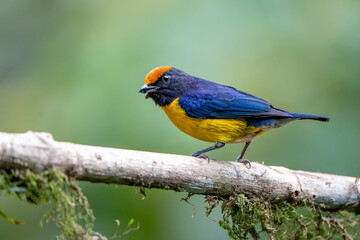 Obraz premium Male Tawny-capped Euphonia (Euphonia anneae) perched on a branch