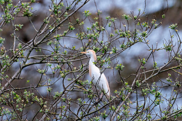 Cattle egret perched in a tree among the branches.