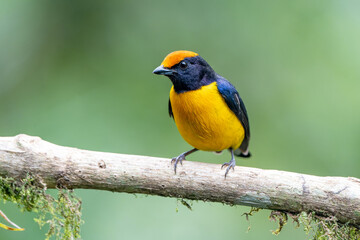 Male Tawny-capped Euphonia (Euphonia anneae) perched on a branch