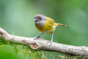 Common Chlorospingus (Chlorospingus flavopectus) perched on a branch