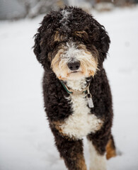 Bernedoodle